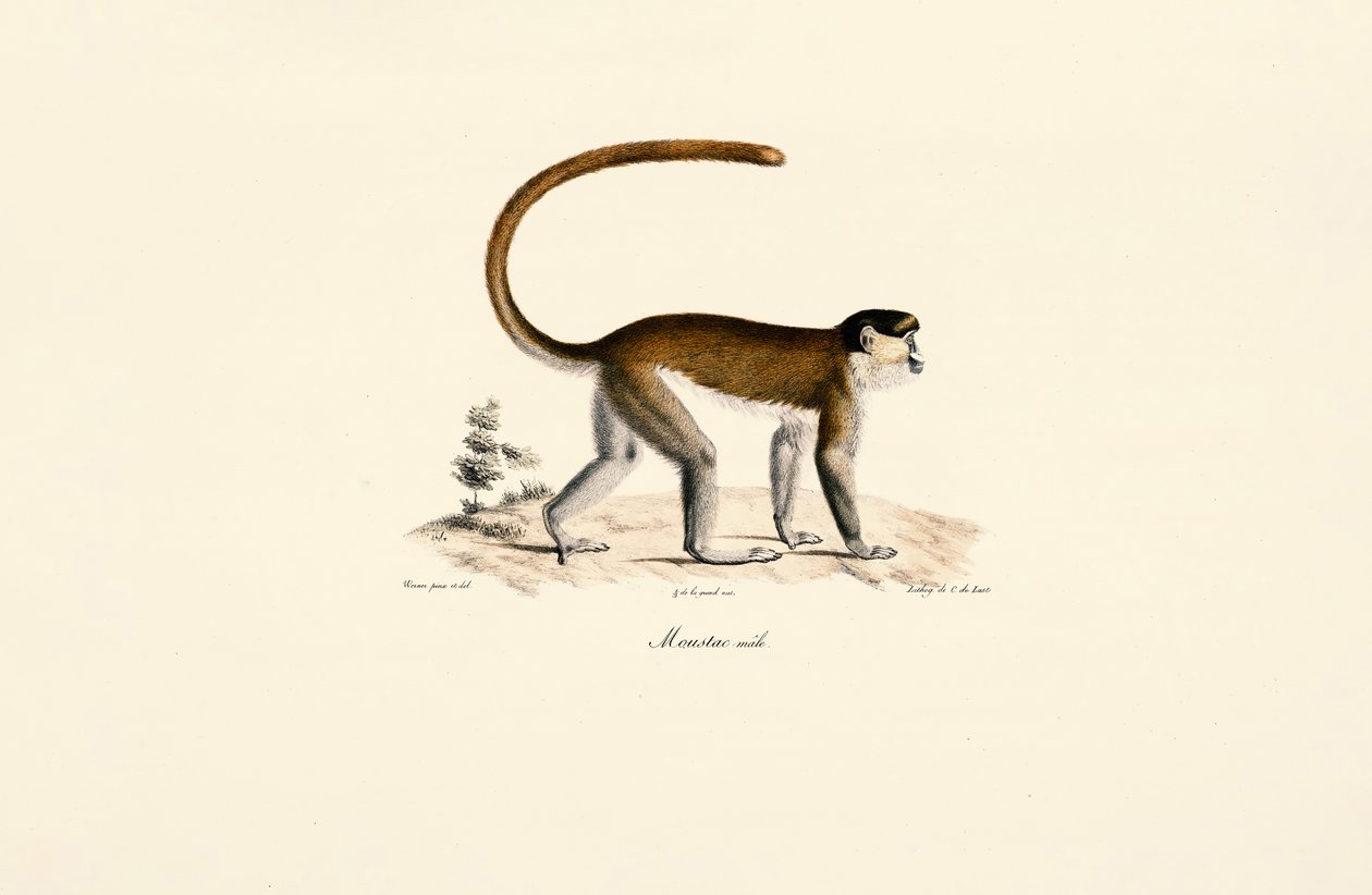 Singe bleu (Cercopithecus mitis) | Estampe d'art