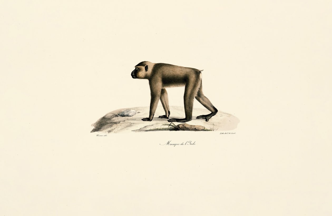 Bonnet Macaque - Jacques Christophe Werner