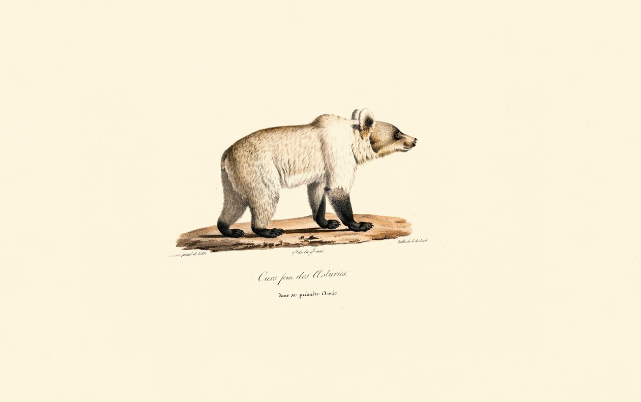 Ours brun de Cantabrie (Ursus arctos pyrenaicus) - Jacques Christophe Werner
