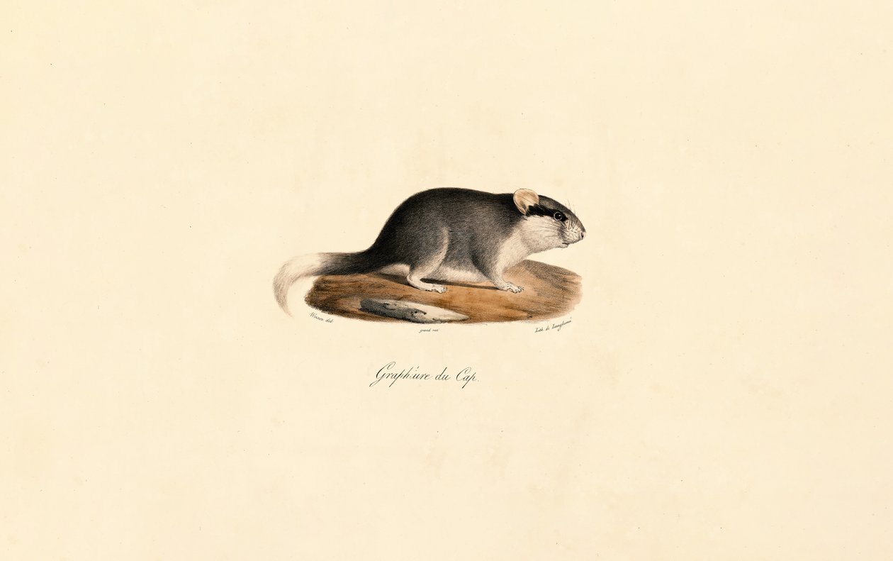 Loir du Cap - Jacques Christophe Werner