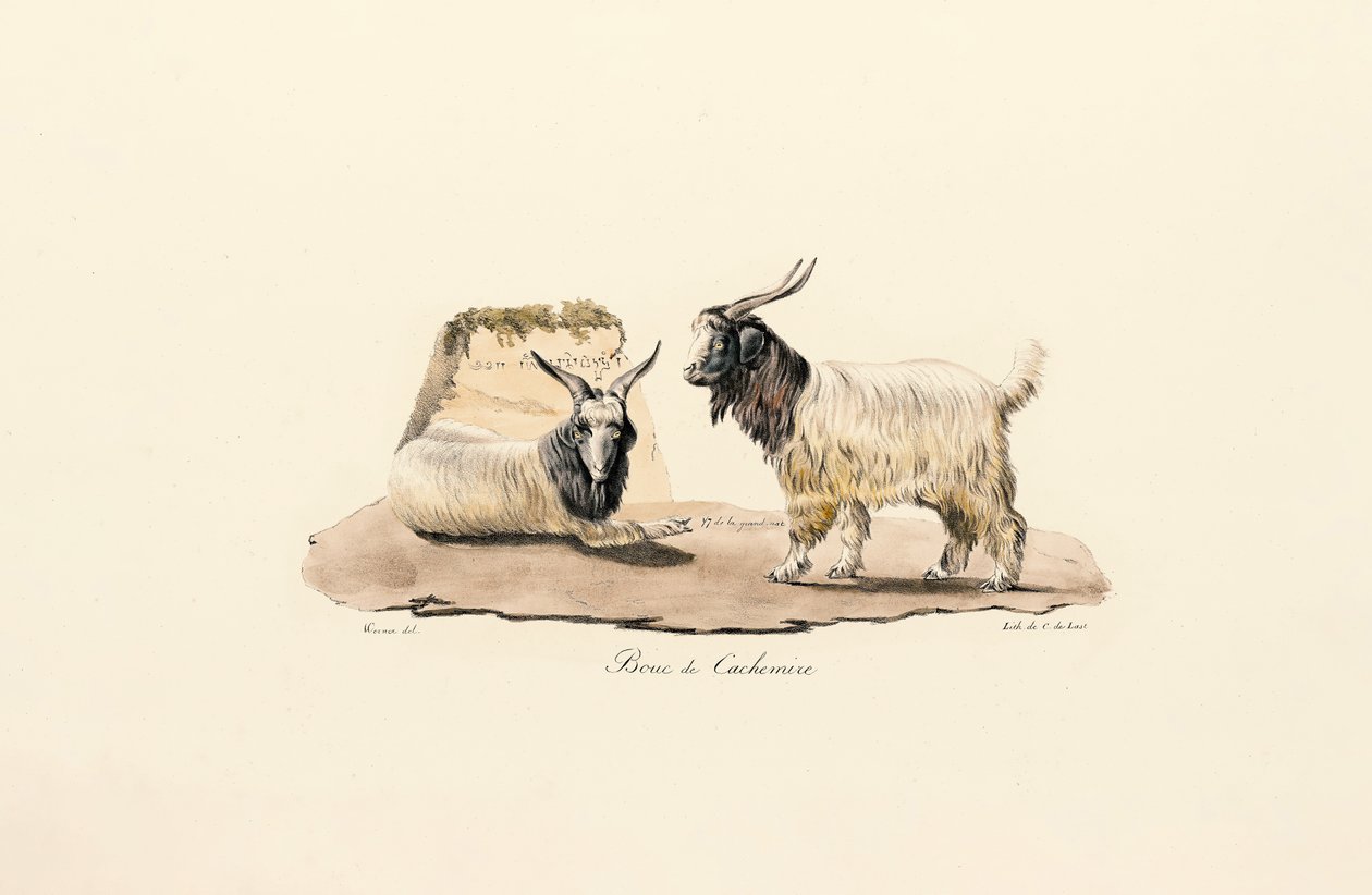 Chèvre cachemire - Jacques Christophe Werner