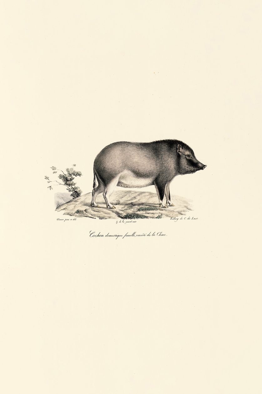Porc domestique chinois - Jacques Christophe Werner