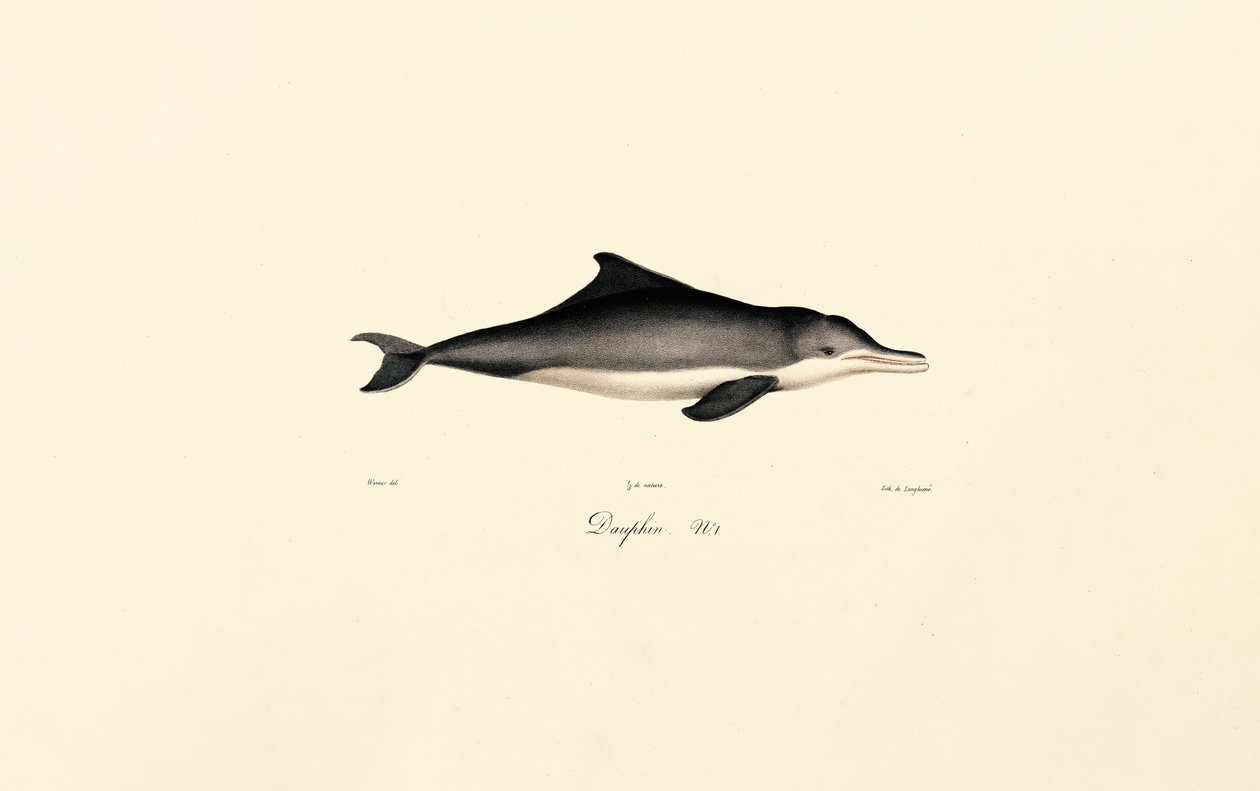 Dauphin commun (Delphinus delphis) - Jacques Christophe Werner