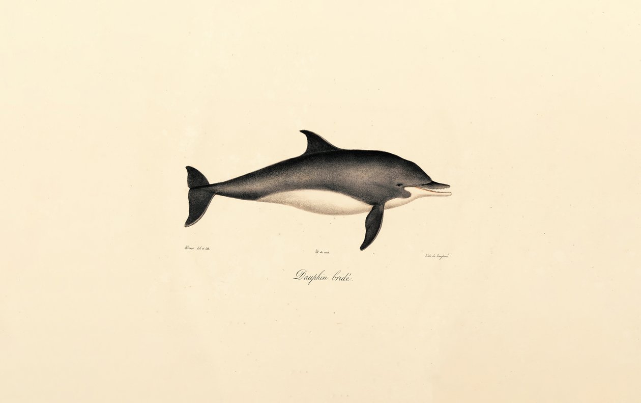 Dauphin commun (Delphinus delphis) - Jacques Christophe Werner