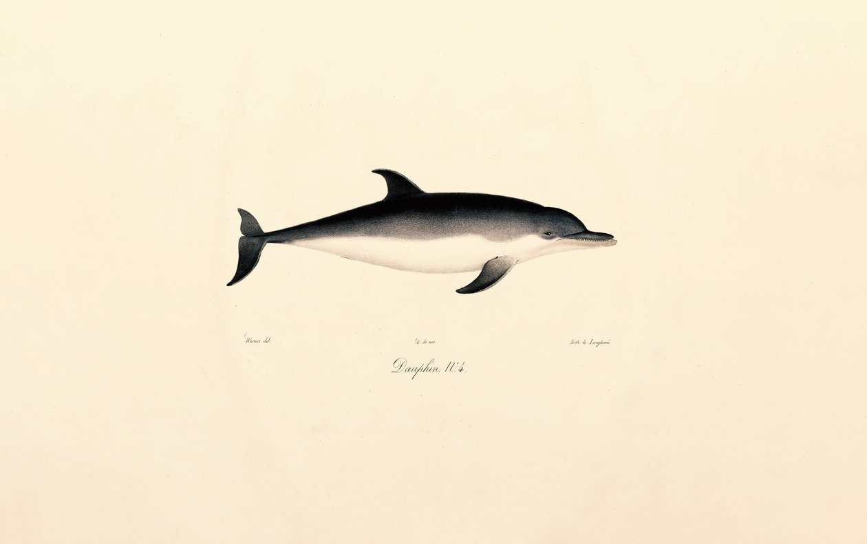 Dauphin commun - Jacques Christophe Werner