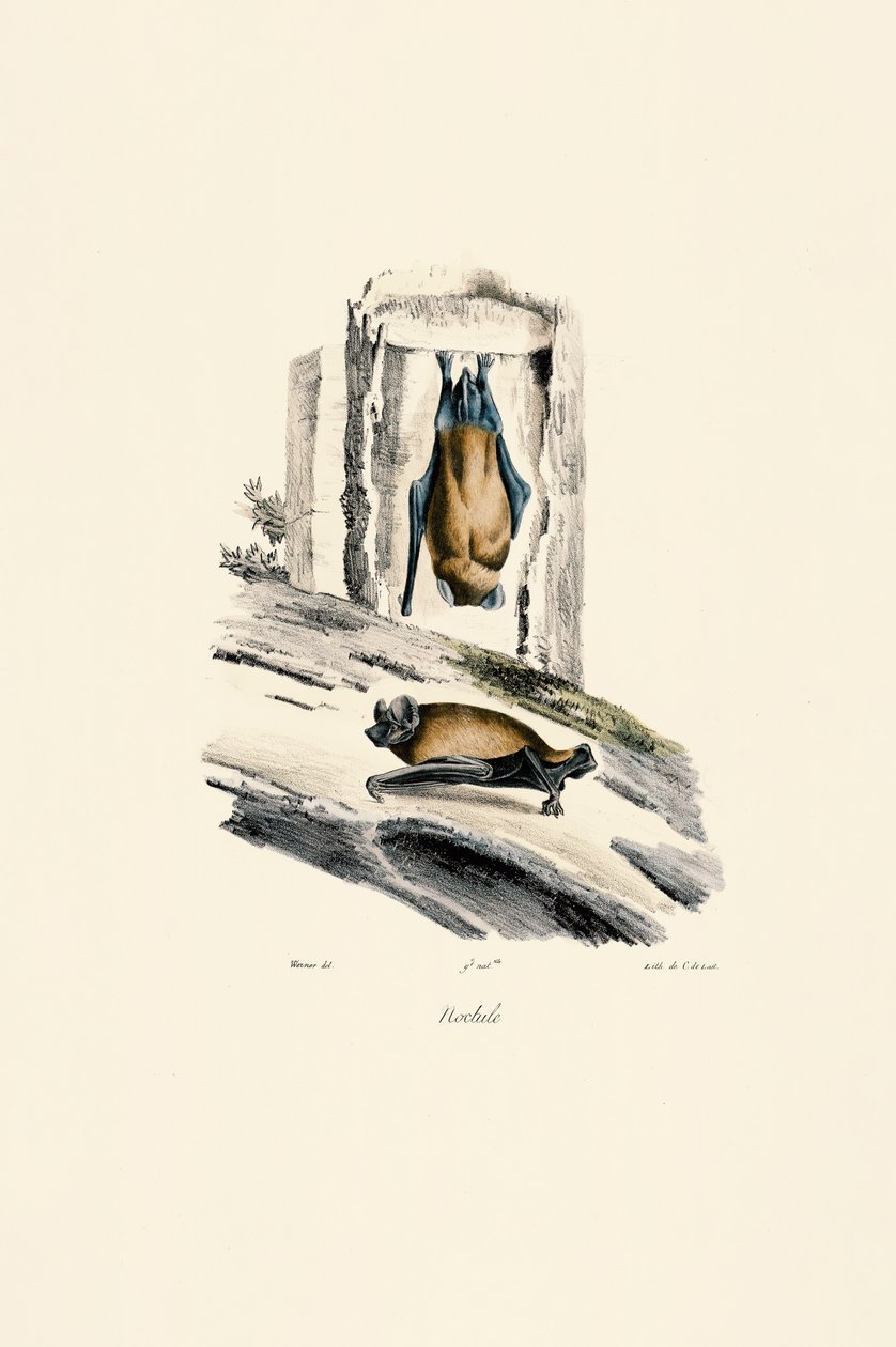 Noctule commune - Jacques Christophe Werner