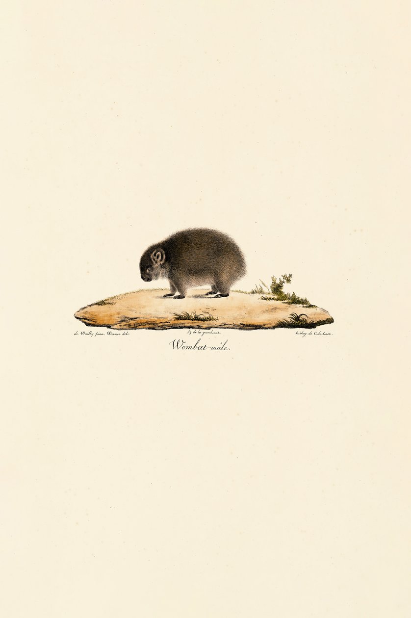 Wombat commun (mâle) - Jacques Christophe Werner