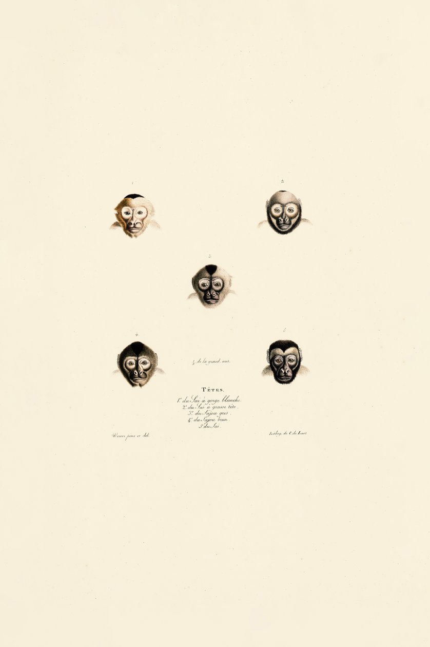 Comparaison des visages de différentes espèces de singes - Jacques Christophe Werner