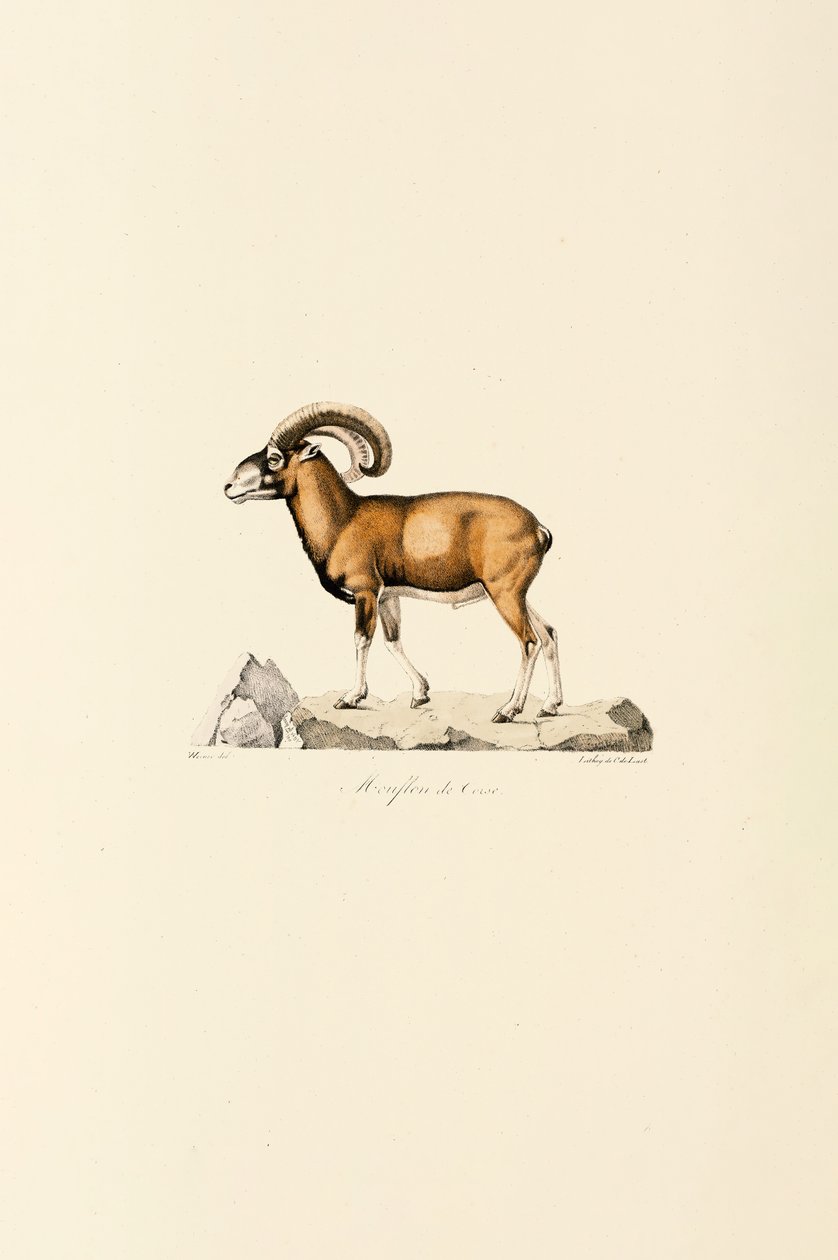 Mouflon de Corse - Jacques Christophe Werner