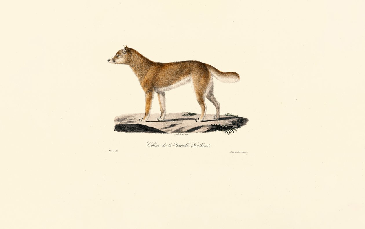 Dingo - Jacques Christophe Werner