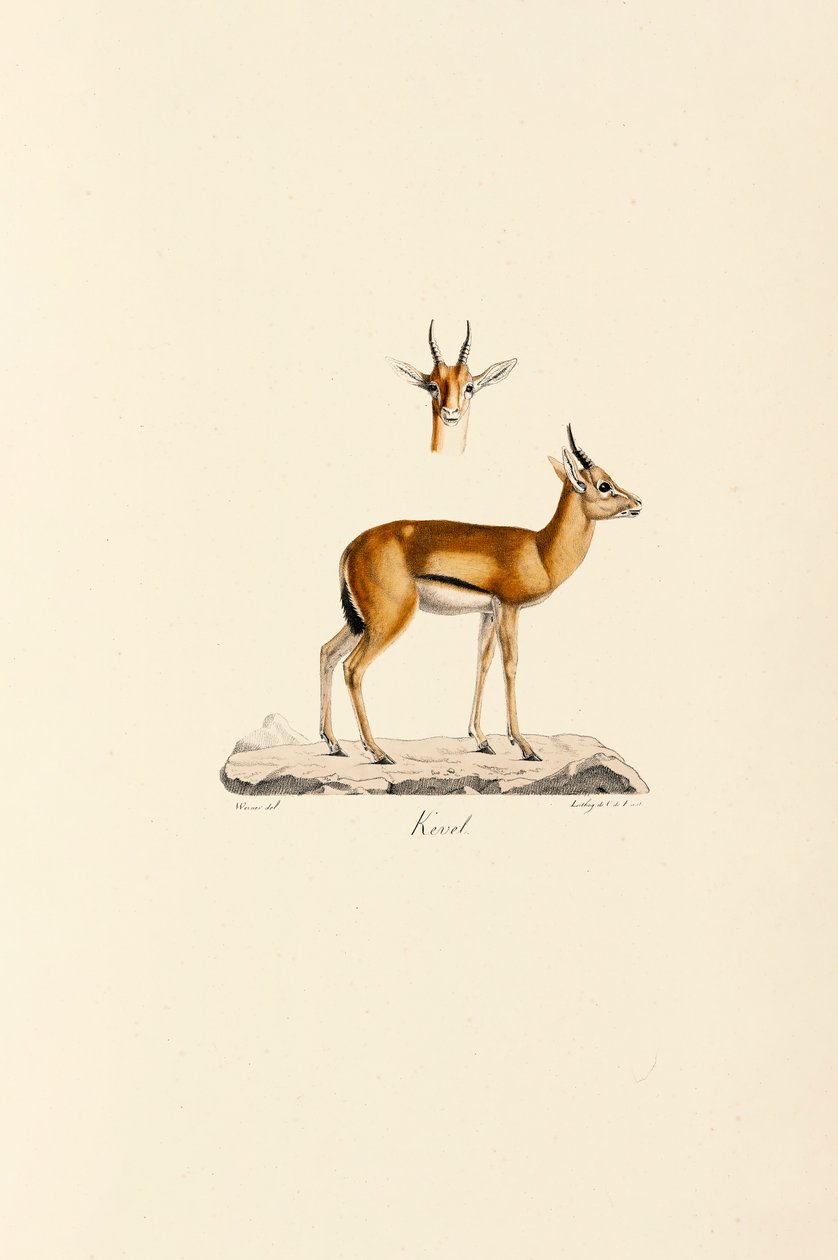 Dorcas Gazelle - Jacques Christophe Werner