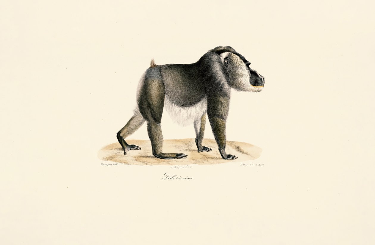 Exercice avec la poitrine blanche - Jacques Christophe Werner