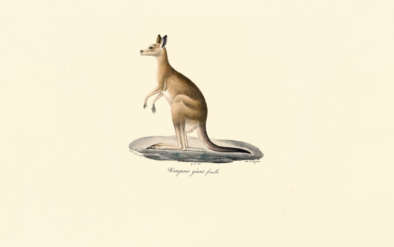 Kangourou gris de l