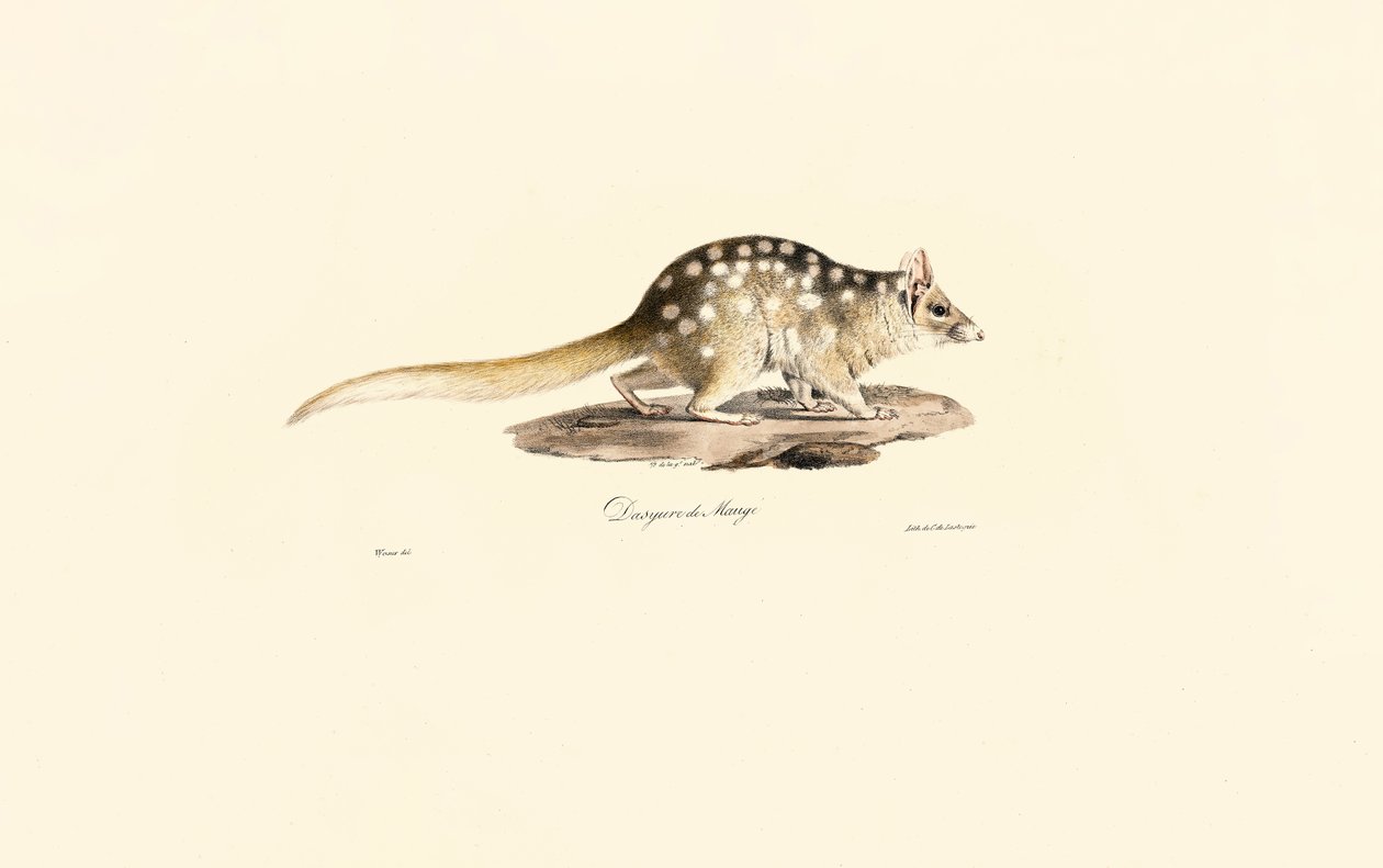 Quoll de l