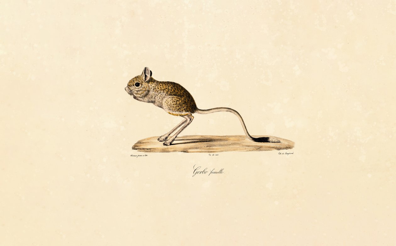 Gerbille égyptienne (femelle) - Jacques Christophe Werner