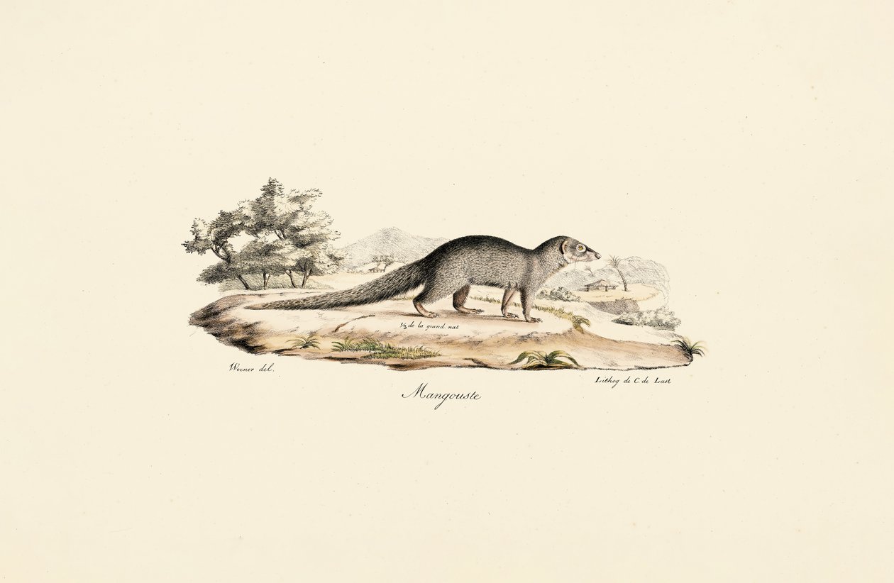 Mangouste égyptienne - Jacques Christophe Werner
