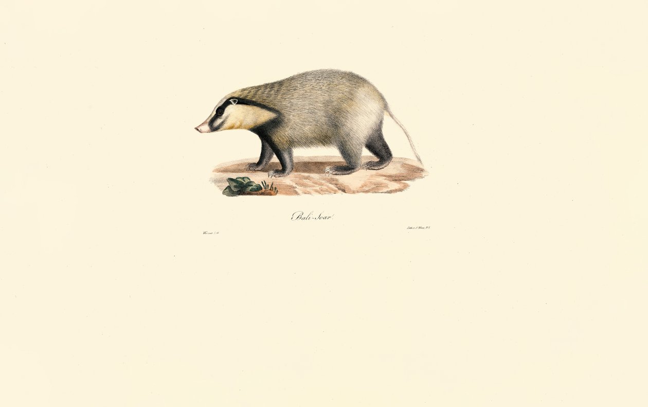 Blaireau européen - Jacques Christophe Werner
