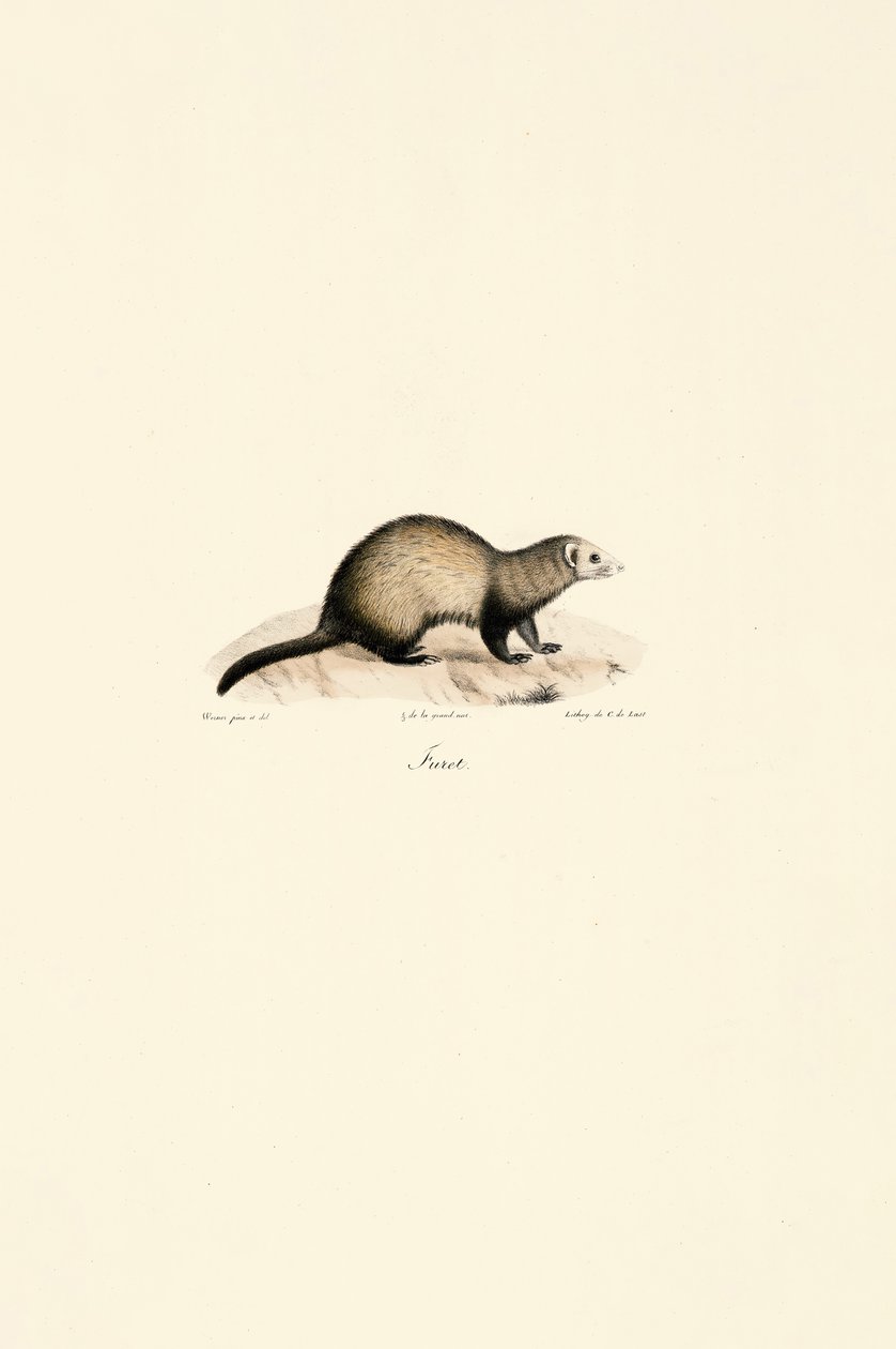 Furet européen - Jacques Christophe Werner