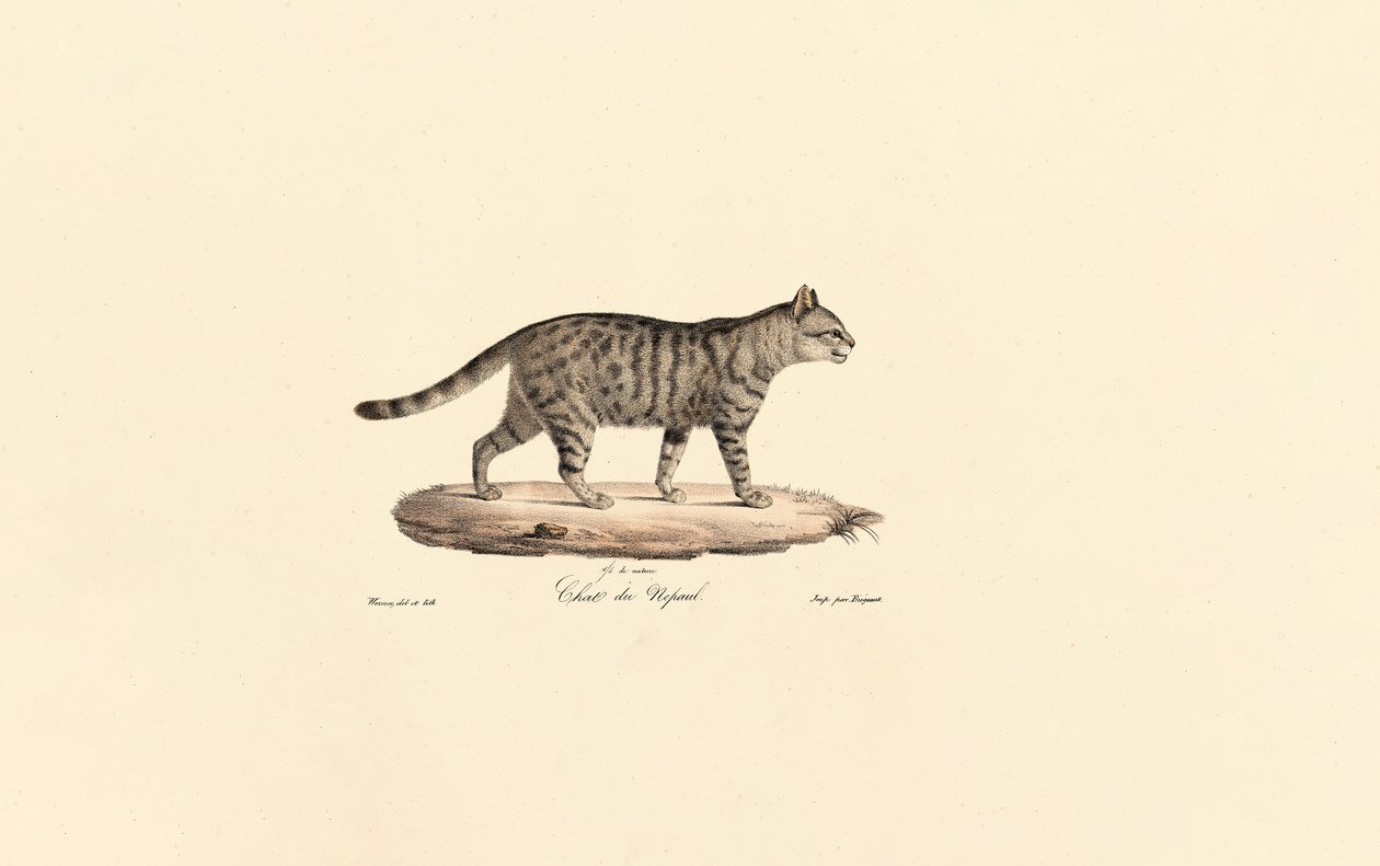 Chat sauvage d