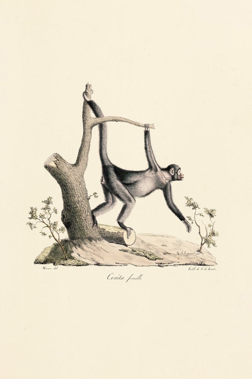 Singe-araignée noir femelle - Jacques Christophe Werner