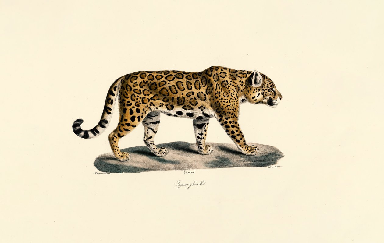 Jaguar femelle - Jacques Christophe Werner