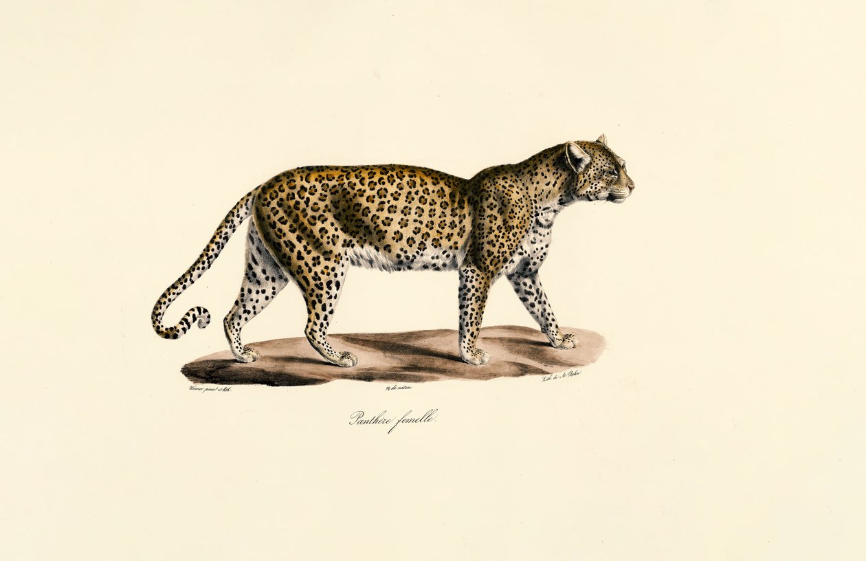 Léopard femelle - Jacques Christophe Werner