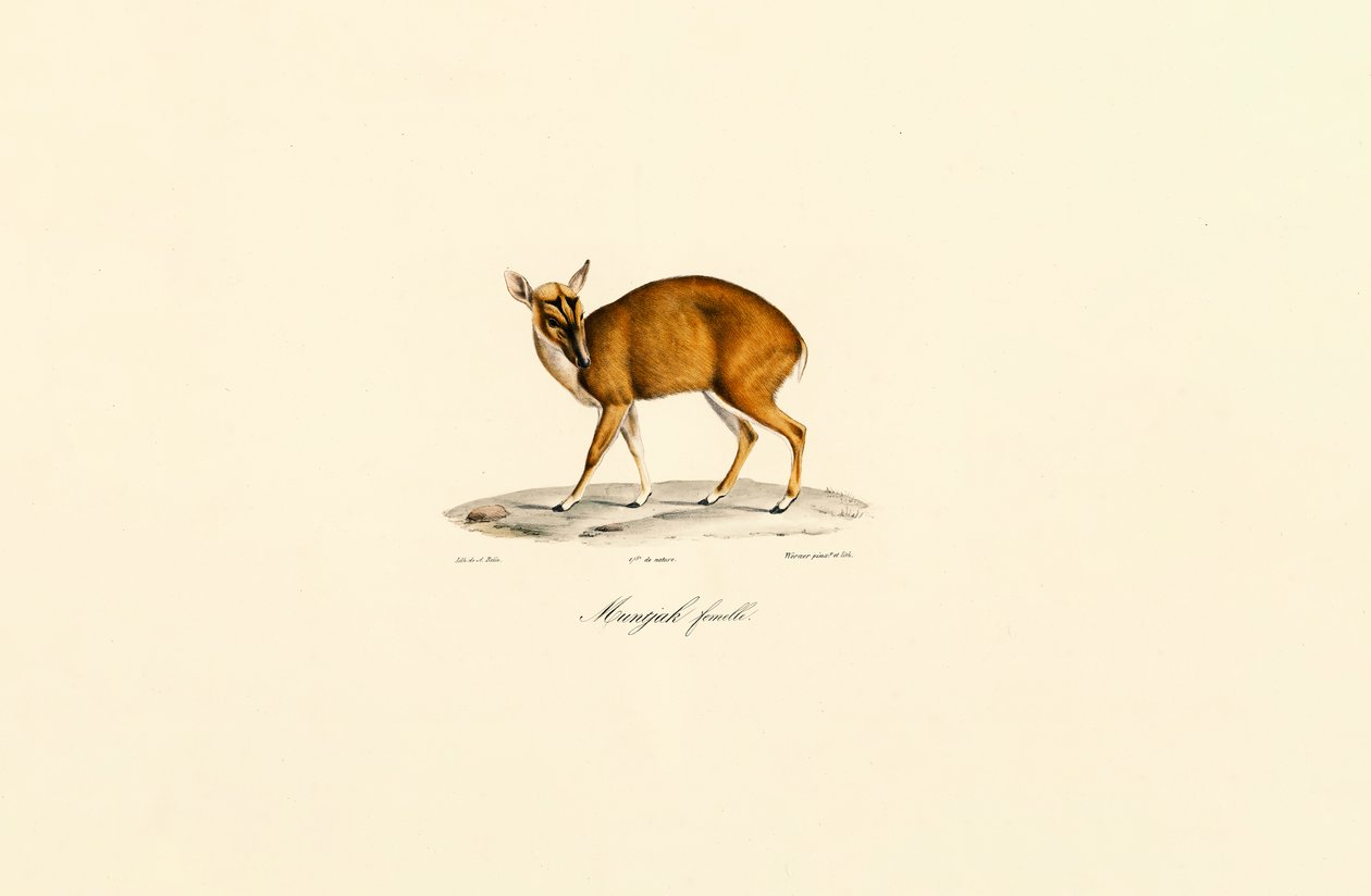 Femelle Muntjac - Jacques Christophe Werner