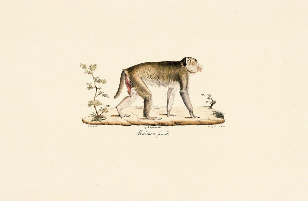 Femelle singe de nuit - Jacques Christophe Werner