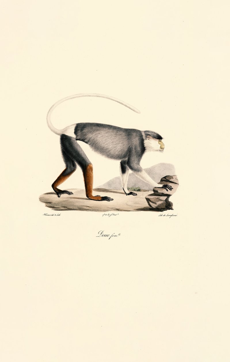 Singe Patas femelle - Jacques Christophe Werner