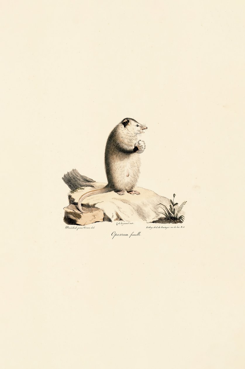 Opossum femelle de Virginie - Jacques Christophe Werner