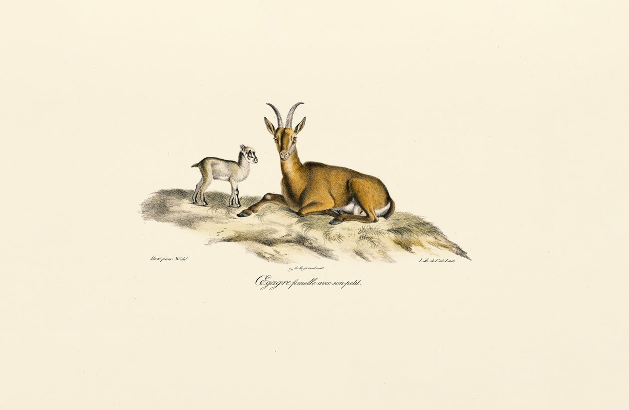 Chèvre sauvage femelle avec chevreau - Jacques Christophe Werner