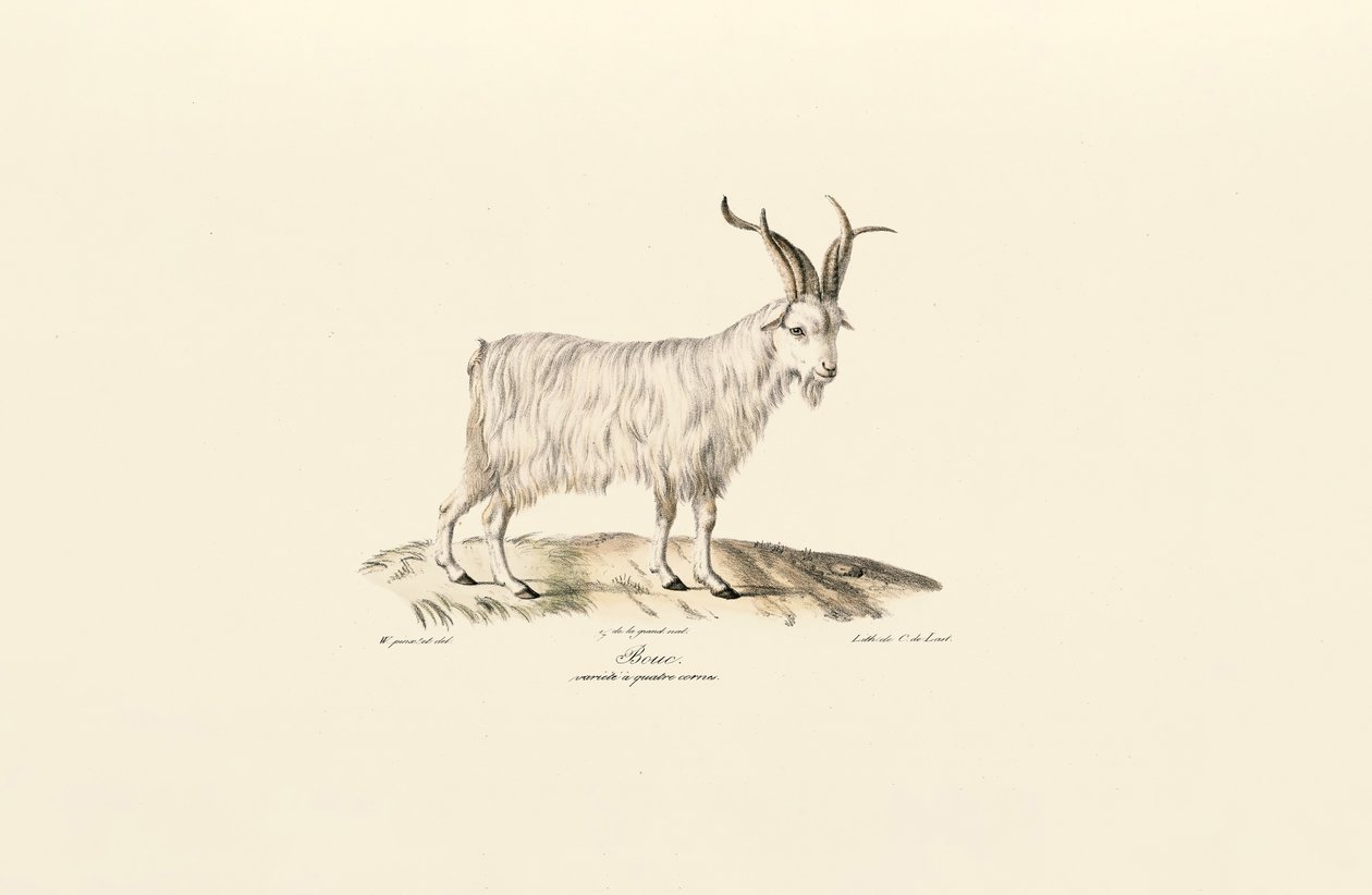 Chèvre domestique à quatre cornes - Jacques Christophe Werner