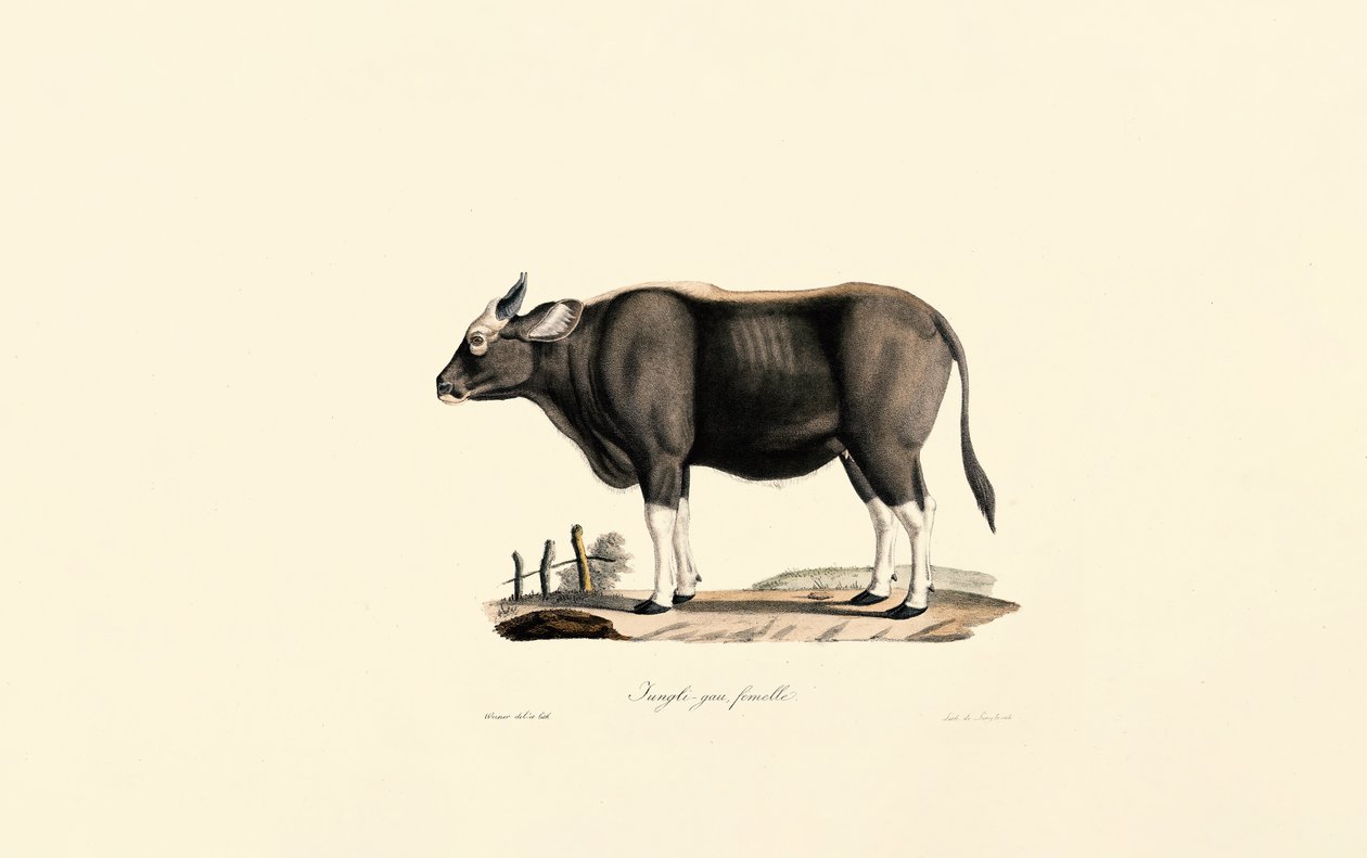 Gaur Femme - Jacques Christophe Werner