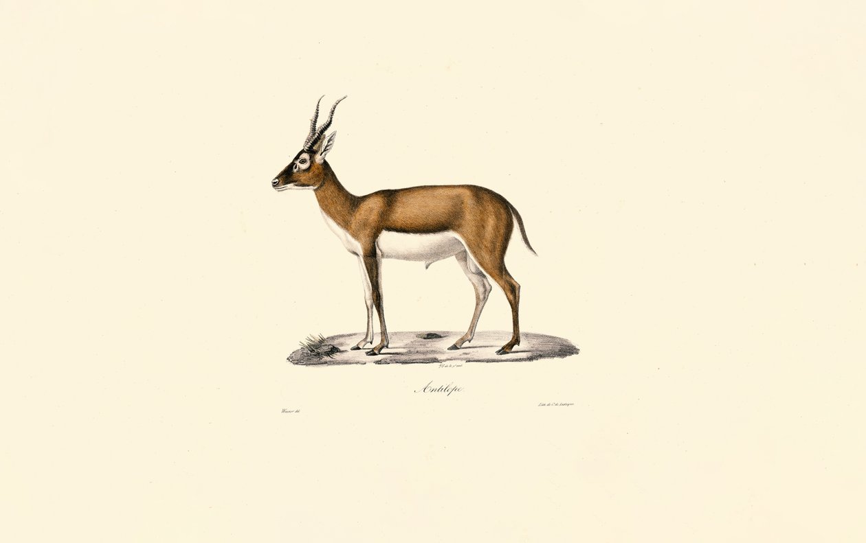 Gazelle à tête blanche - Jacques Christophe Werner