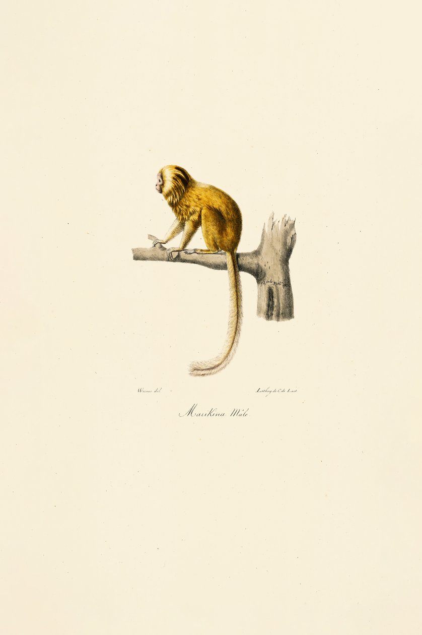 Golden Lion Tamarin - Jacques Christophe Werner
