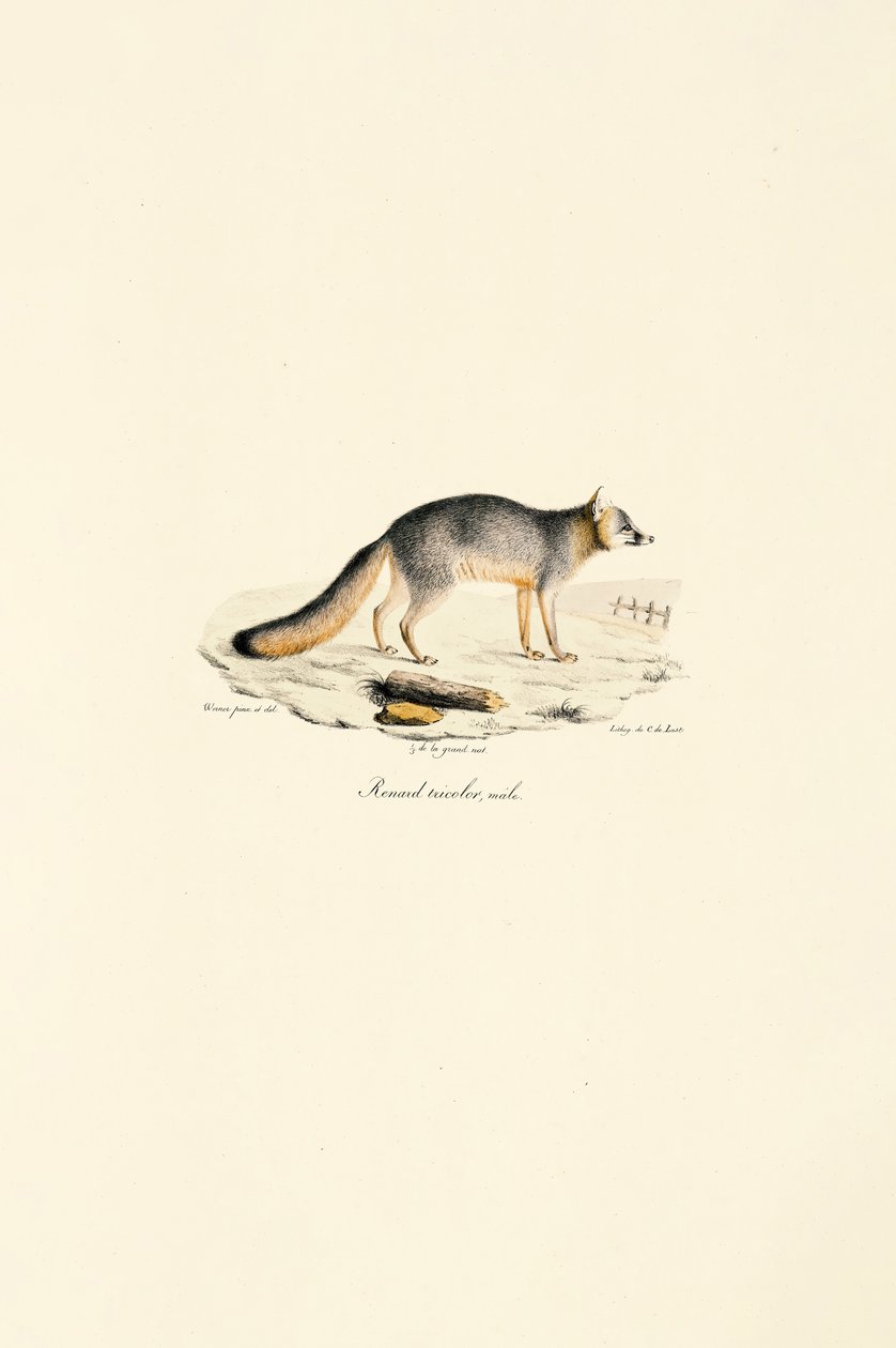 Renard gris mâle (Urocyon cinereoargenteus) - Jacques Christophe Werner