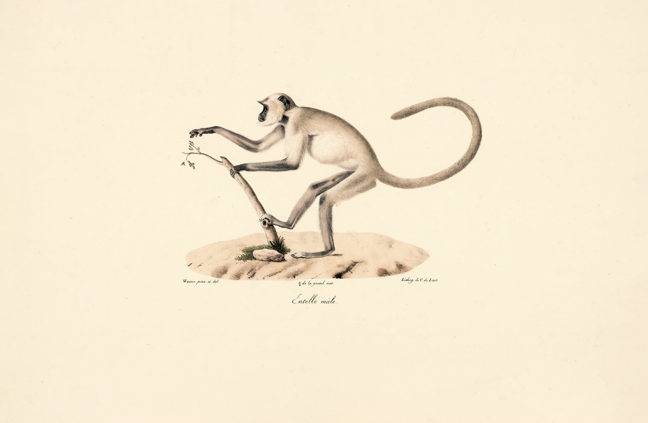 Langur gris Hanuman - Jacques Christophe Werner