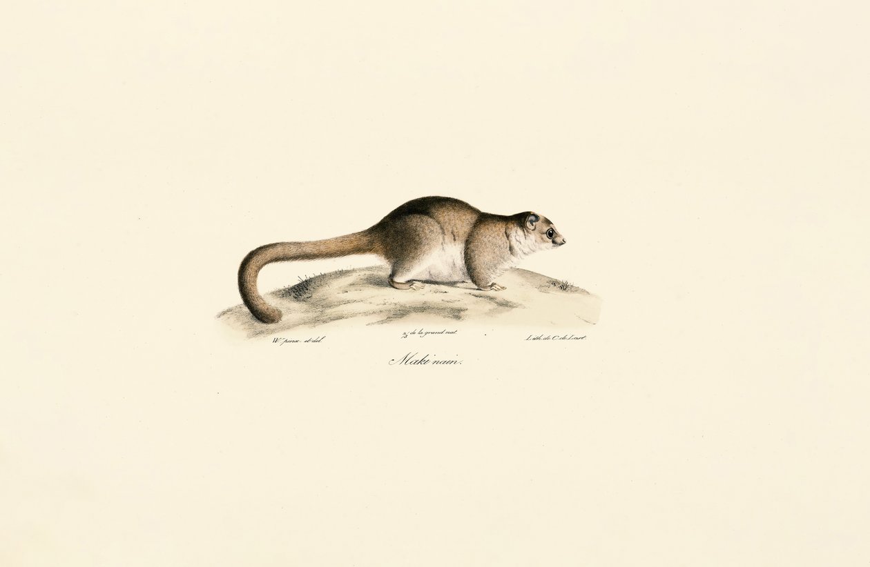 Lémurien souris gris - Jacques Christophe Werner