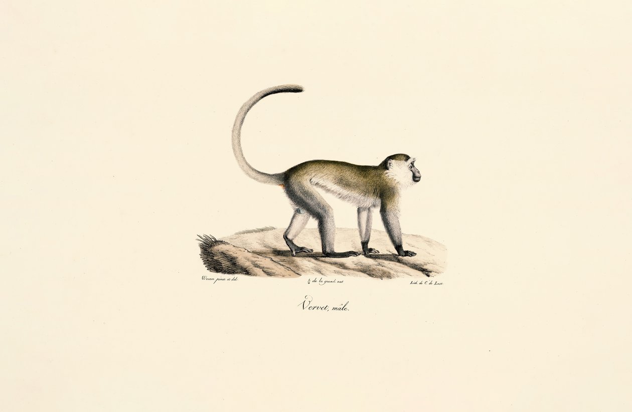 Singe vert (Chlorocebus sabaeus) - Jacques Christophe Werner