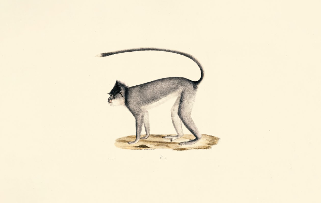 Hanuman Langur - Jacques Christophe Werner