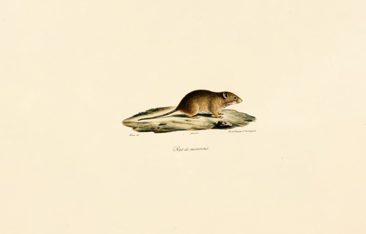 Souris des moissons - Jacques Christophe Werner