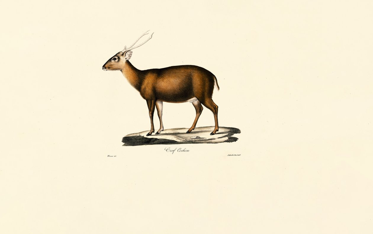 Muntjac indien (Cerf Cochon) - Jacques Christophe Werner