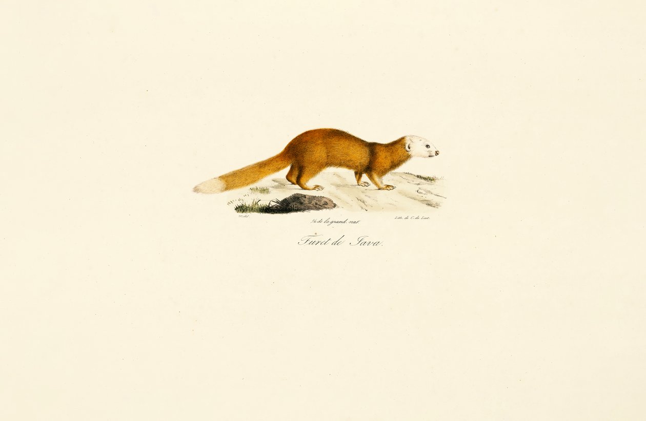 Furet Javan Blaireau - Jacques Christophe Werner