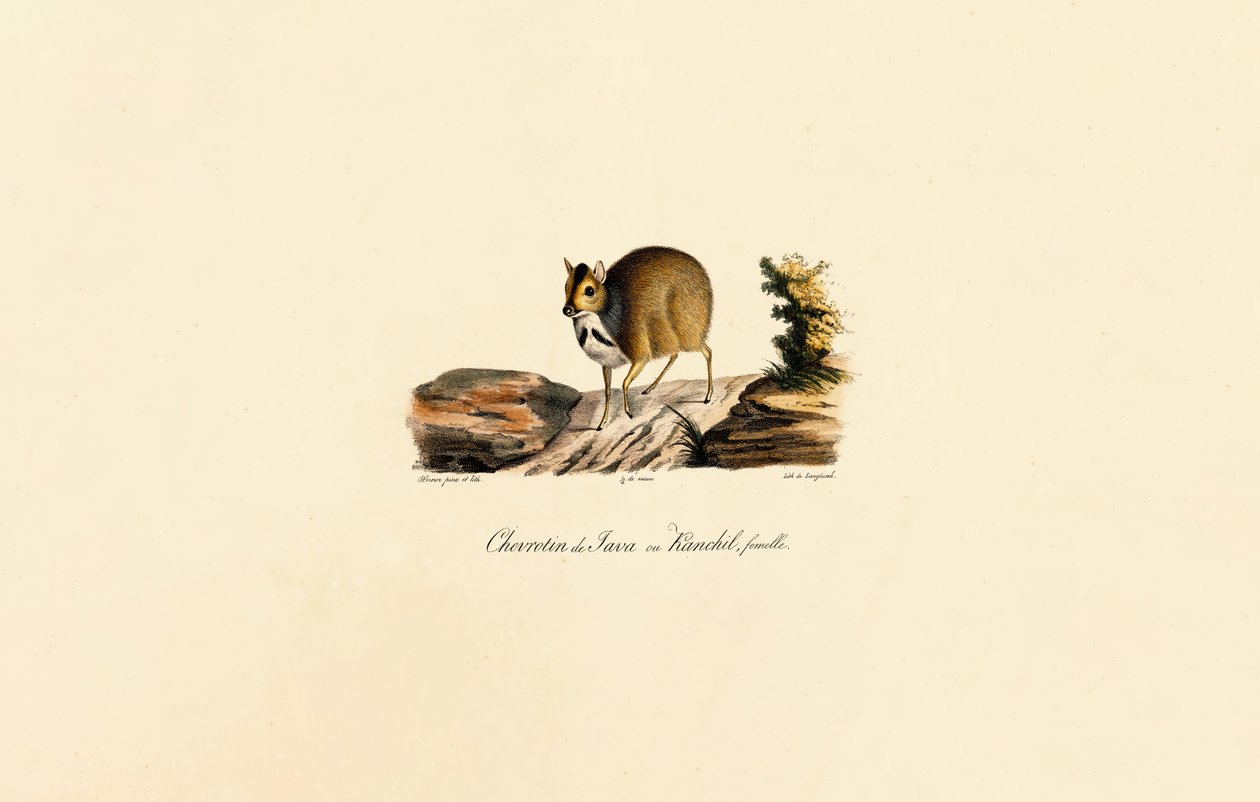 Souris de Java (femelle) - Jacques Christophe Werner