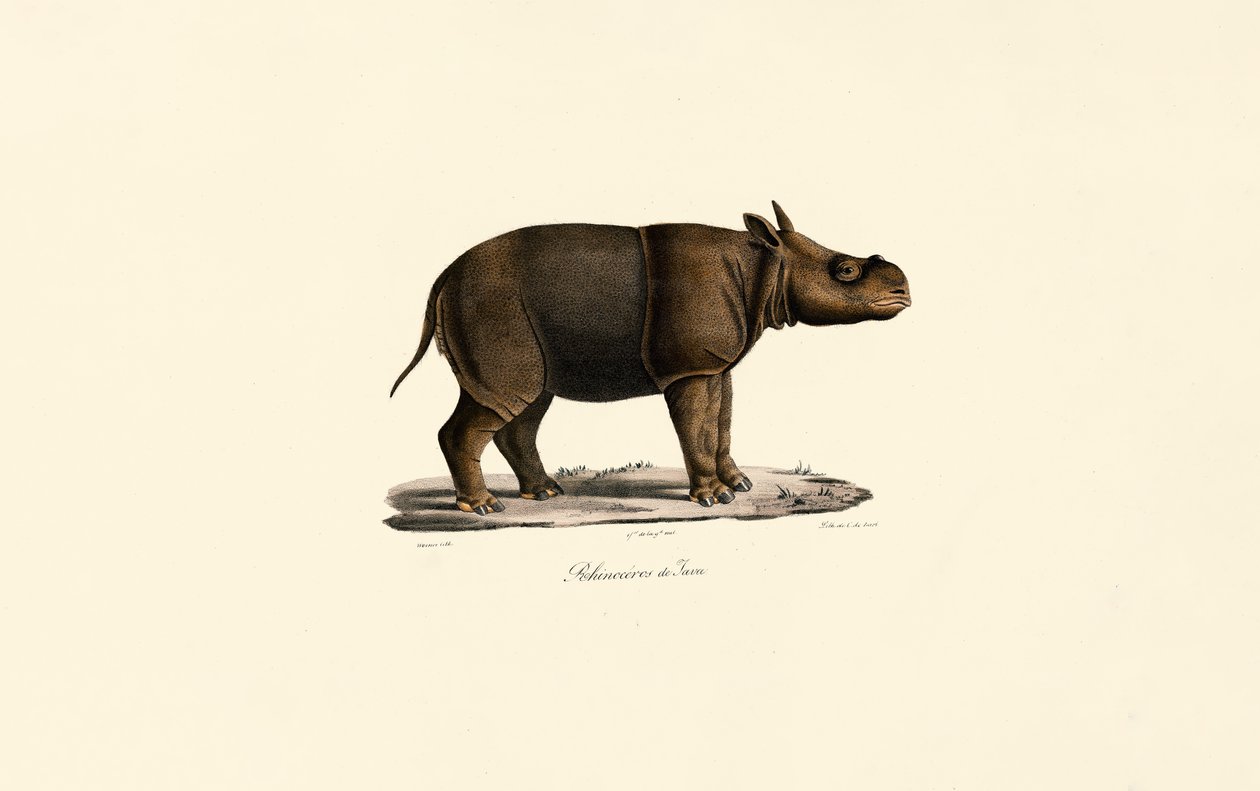 Rhinocéros de Java - Jacques Christophe Werner