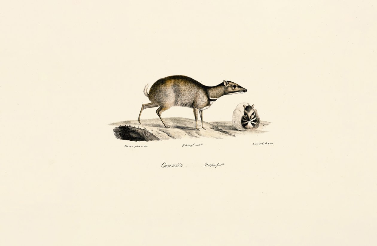 Petite souris (Tragulus kanchil) - Jacques Christophe Werner