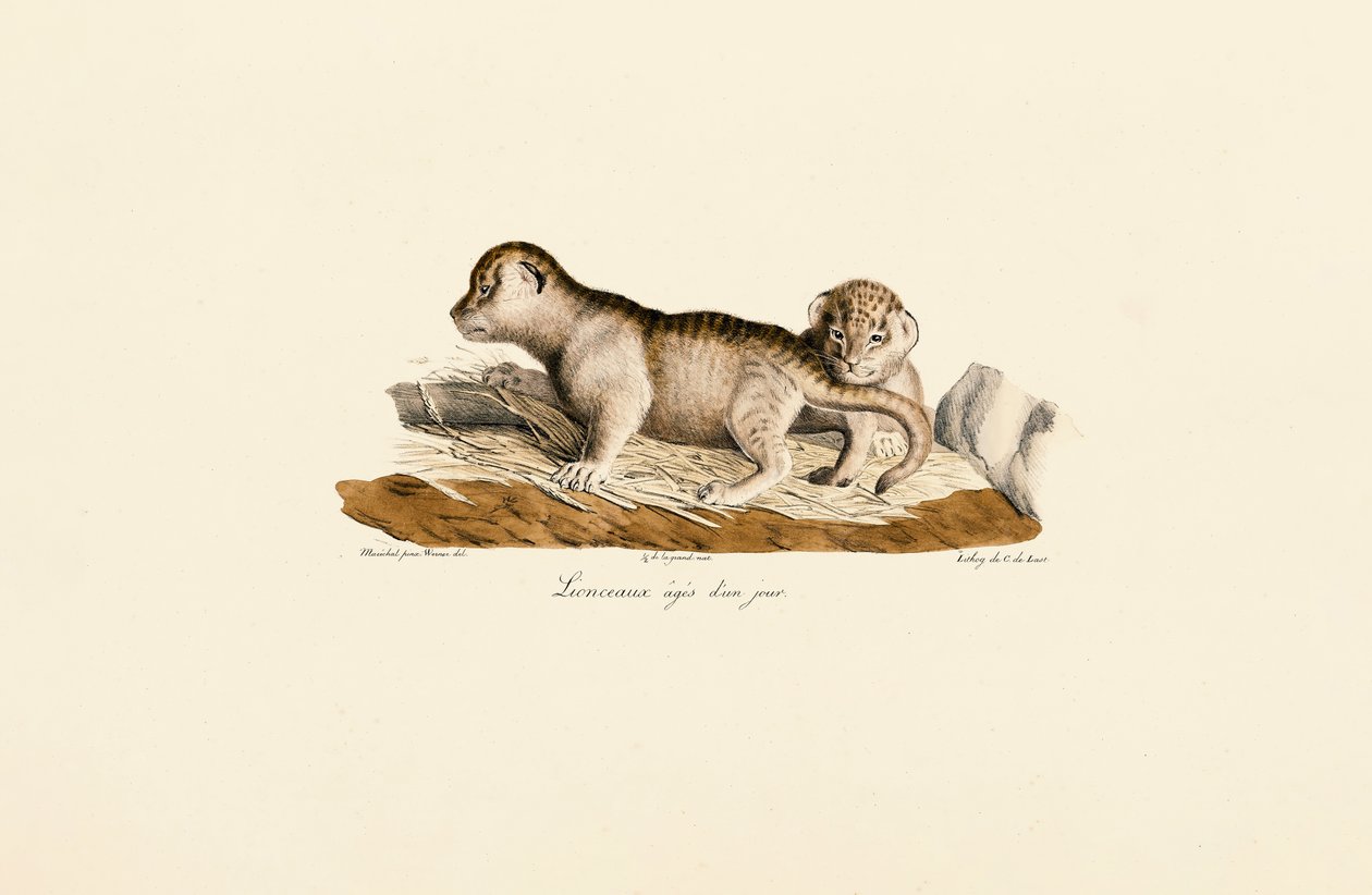 Lionceaux âgés d