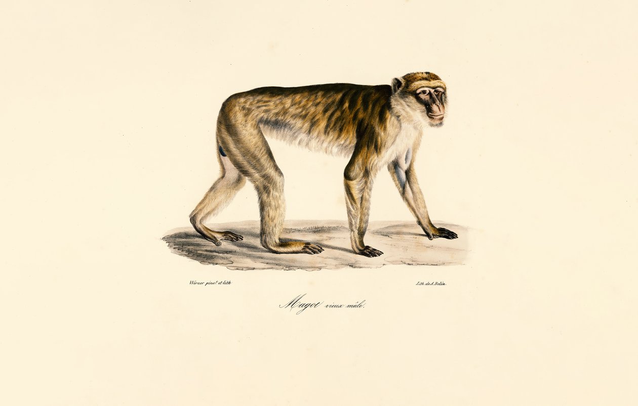Macaque à longue queue (mâle) - Jacques Christophe Werner