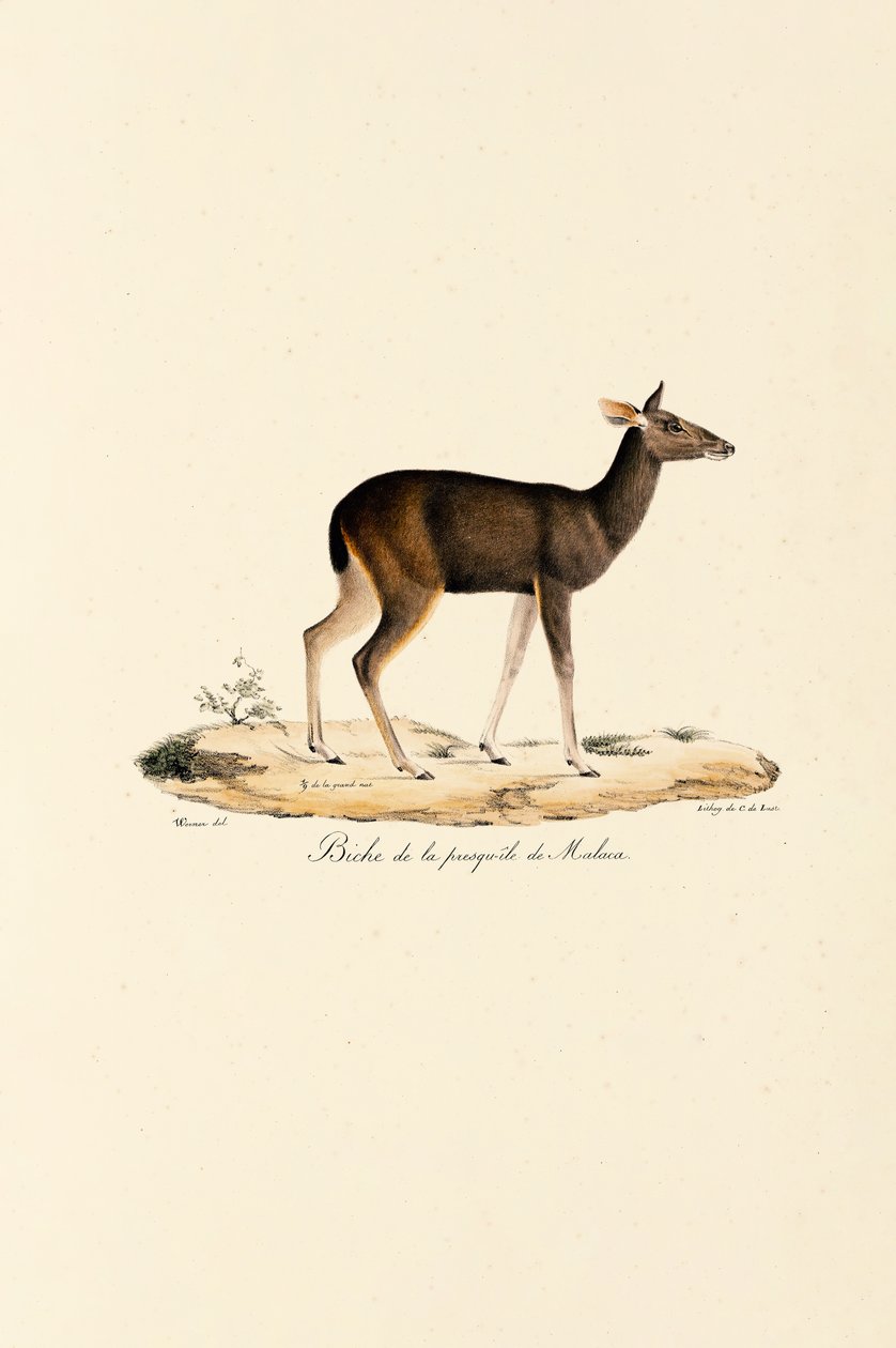 Cerf malais Biche - Jacques Christophe Werner