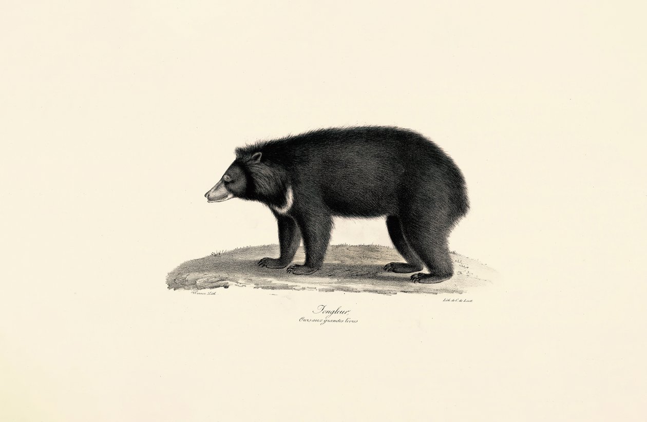 Ours malaisien du soleil - Jacques Christophe Werner